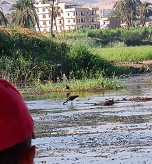 Plegadis falcinellus