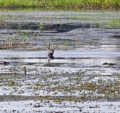 Plegadis falcinellus