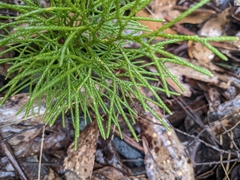 Lycopodium deuterodensum