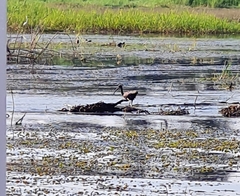 Plegadis falcinellus