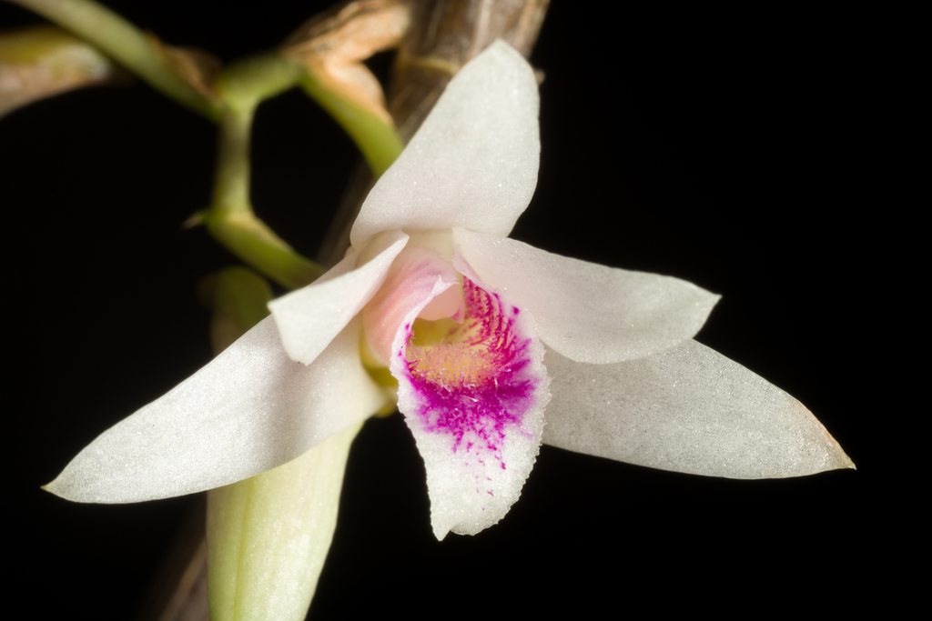 Dendrobium metrium Kraenzl.