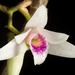 Dendrobium metrium - Photo (c) sunoochi, some rights reserved (CC BY)