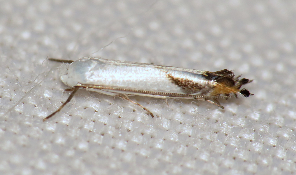 Lyonetia latistrigella
