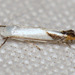 Lyonetia latistrigella - Photo (c) Nick Block, some rights reserved (CC BY), uploaded by Nick Block