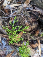 Lycopodium deuterodensum
