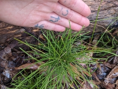 Lycopodium deuterodensum