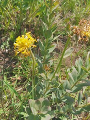 Lasiosiphon kraussianus