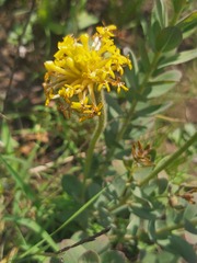 Lasiosiphon kraussianus