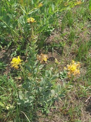 Lasiosiphon kraussianus