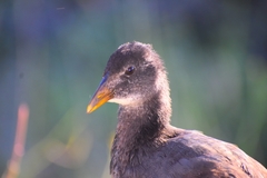 Fulica rufifrons