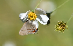 Electrostrymon guzanta