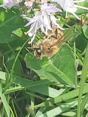 Apis mellifera scutellata