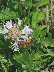 Apis mellifera scutellata