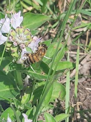 Apis mellifera scutellata