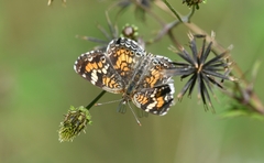 Phyciodes phaon phaon
