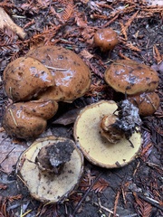 Suillus pseudobrevipes