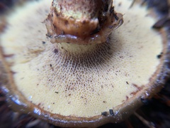 Suillus pseudobrevipes