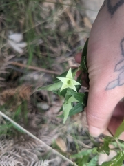 Billardiera scandens