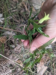 Billardiera scandens