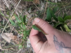 Billardiera scandens