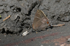 Parrhasius moctezuma