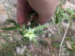 Billardiera scandens