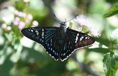 Phocides urania urania