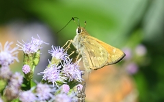 Atalopedes campestris huron