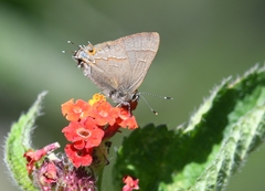 Electrostrymon guzanta