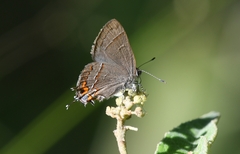 Electrostrymon guzanta