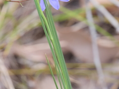 Agrostocrinum hirsutum