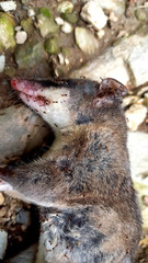 Philander opossum