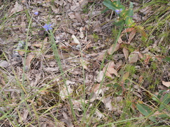 Agrostocrinum hirsutum