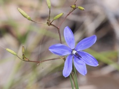 Agrostocrinum hirsutum