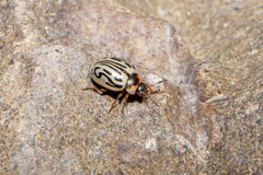 Zygogramma bicolorata