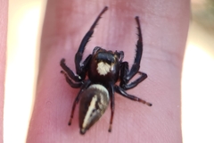 Opisthoncus quadratarius