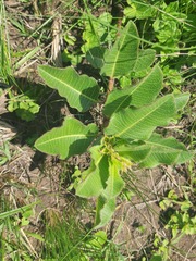 Asclepiadinae