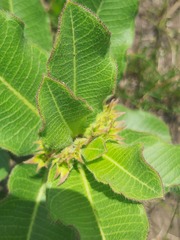 Asclepiadinae