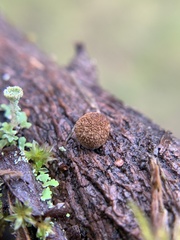 Burnettweldia washingtonensis