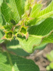 Asclepiadinae