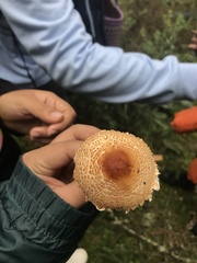 Lepiota magnispora