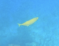 Flavocaranx bajad
