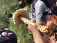 Lepiota magnispora
