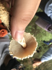 Lepiota magnispora