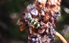 Parancistrocerus declivatus