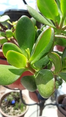 Crassula ovata