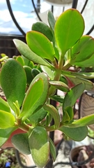 Crassula ovata