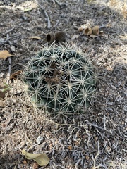 Coryphantha elephantidens