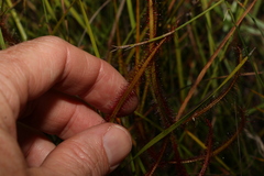 Drosera binata