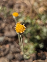 Eriophyllum lanatum